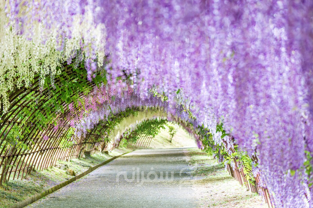 پارک گل‌های آشیکاگا ژاپن