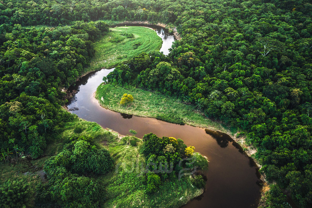 جنگل و رود برزیل