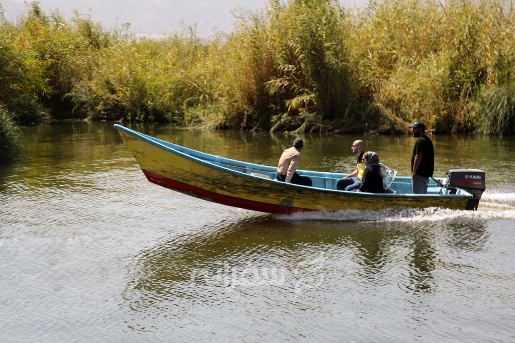 گیاهان دریاچه