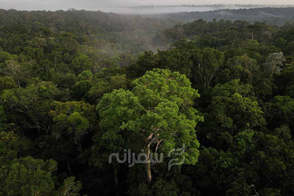 جنگل های آمازون، ریه های زمین