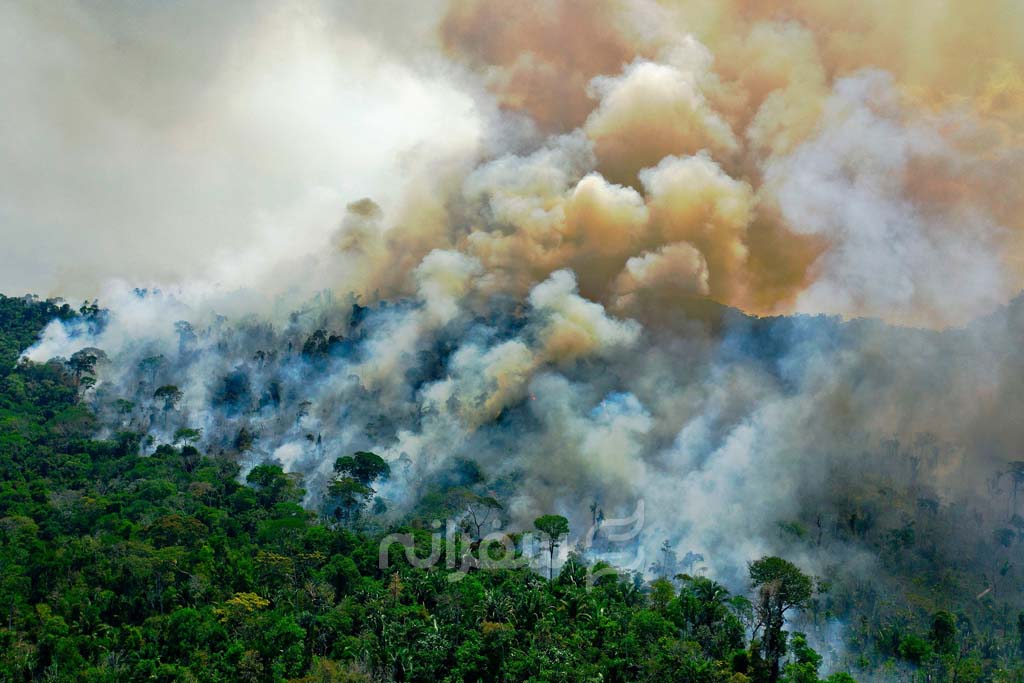 سوختن جنگل های آمازون، ریه های زمین
