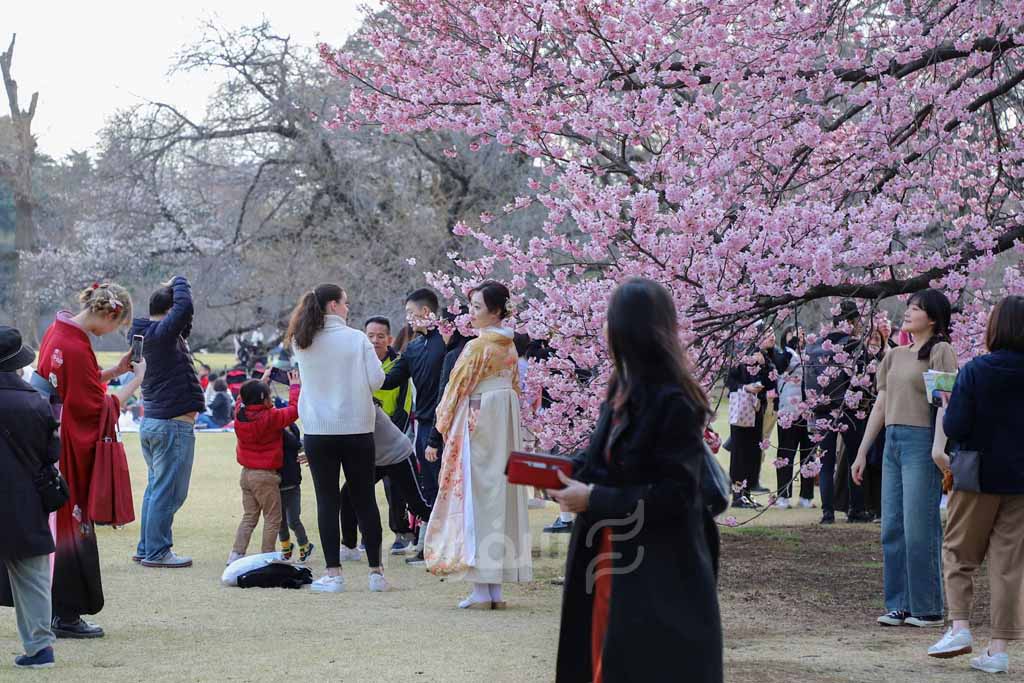 جشن شکوفه های گیلاس ژاپن