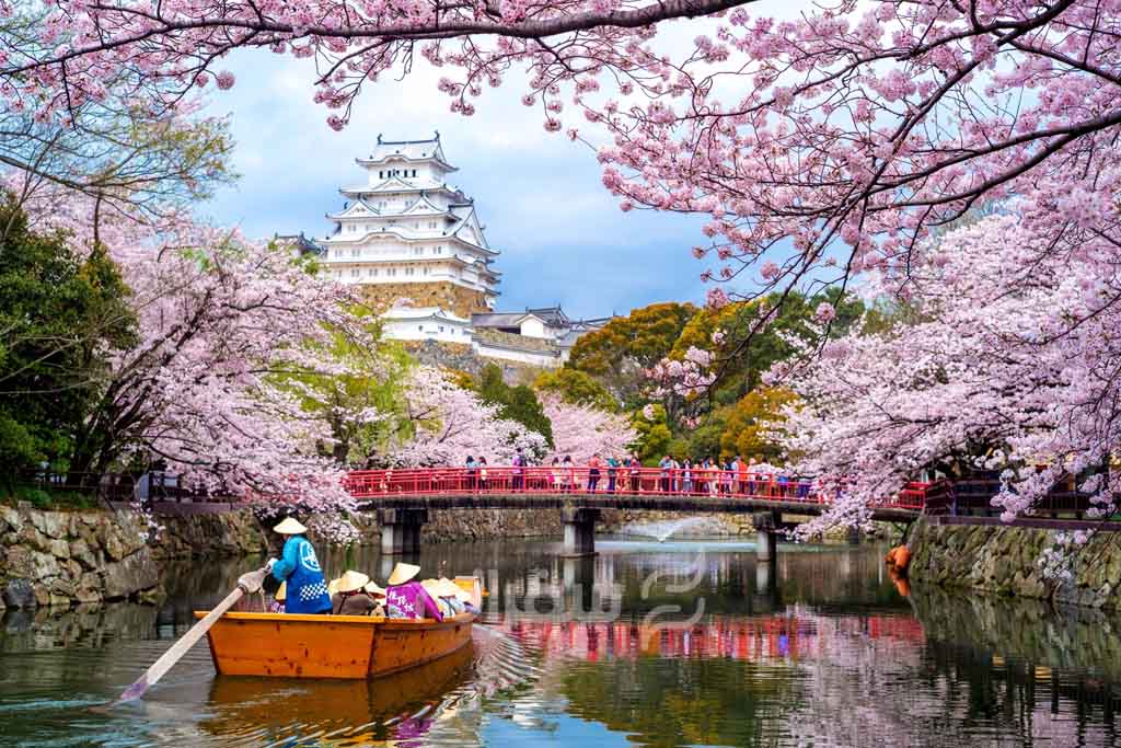 درختان گیلاس ژاپن در هانامی
