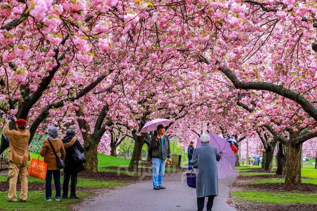 جشن شکوفه های گیلاس ژاپن | هانامی و نحوه برگزاری آن